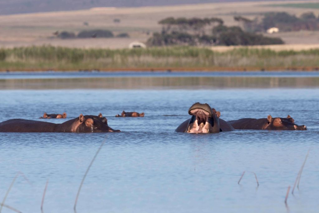 Water, it is Worth it – World Water Day Hippopotamus Amphibius