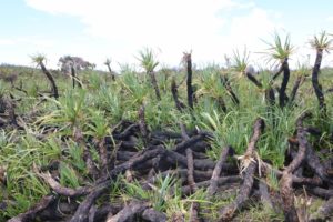 Water, it is Worth it – World Water Day Nuwejaars Wetlands Palmiet