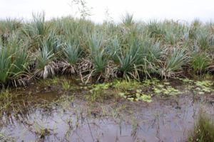 Water, it is Worth it – World Water Day Nuwejaars Wetlands